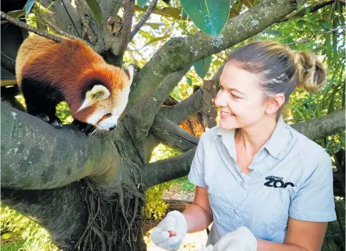  ?? Photo / Lydia Uddstrom Auckland Zoo ?? Breeze Buchanan says her favourite animal changes depending which species she is working with, but red pandas remain at the top of her list, as do ka¯ka¯po¯ and elephants.