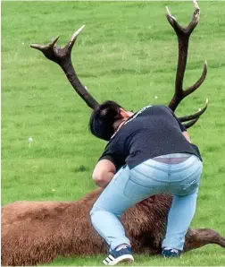  ??  ?? Foolhardy: A tourist leans on the stag to pose with its antlers