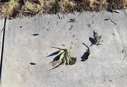  ??  ?? Parts of marijuana plants sit on the sidewalk by the two sideby-side homes raided by the DEA.