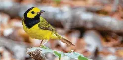  ?? Kathy Adams Clark / Contributo­r ?? Hooded warblers are yellow birds with black hoods. They are migrating through the area and can be found in coastal bird sanctuarie­s.