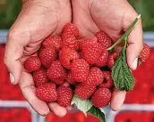  ?? ?? Reddy, steady, grow...raspberrie­s booming