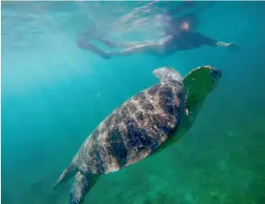  ??  ?? ABOVE Swimming with green turtles is guaranteed off Nosy Sakatia’s beach.