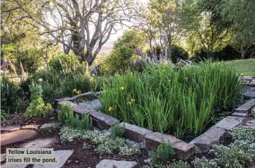  ?? ?? Yellow Louisiana irises fill the pond.