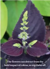  ??  ?? The flowers can detract from the bold impact of coleus, so nip them off.