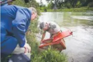  ??  ?? Gov. John Hickenloop­er looks at a fish trap held by Jim White, a state aquatic biologist, in the Animas River on Tuesday. Shaun Stanley, The Durango Herald