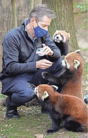  ?? ADAM CAIRNS/COLUMBUS DISPATCH ?? On just his second week on the job, Columbus Zoo and Aquarium president and CEO Tom Schmid stops to feed some red pandas as he walks through the park.