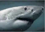  ?? Picture: YOUTUBE ?? APEX PREDATOR: A great white