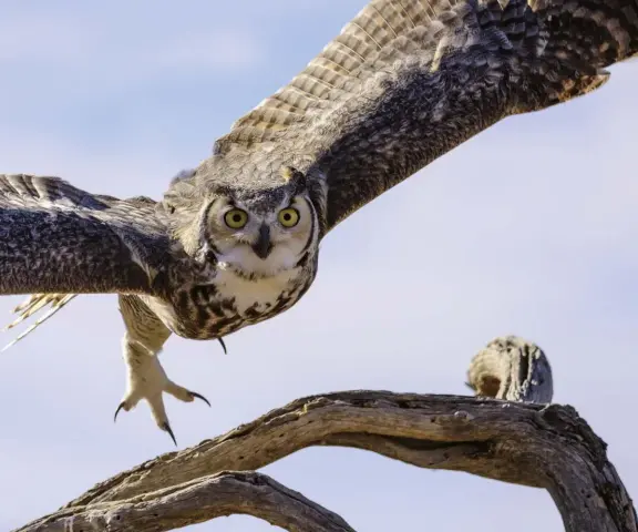  ??  ?? Above: Of all the owl species in the United States, the primary threat to waterfowl is the Great Horned Owl.
Left: Weasels are true carnivores known for slipping through the tiniest of openings in pursuit of adult ducks and their eggs.