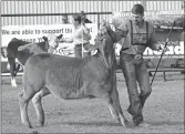  ?? ?? Swift Current competitor Leighton Dyck pulls hard to control his animal during the senior division showmanshi­p judging.