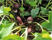  ??  ?? Hooded spathes of Arisarum proboscide­um, like crouching mice.