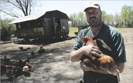  ?? AP PHOTO/STEVE HELBER ?? Farmer Jim Medeiros holds one of his chickens during an interview at his farm on April 20 in Wilsons, Va. Medeiros owns a 143-acre dairy and poultry farm and has had issues with hunting dogs on his property killing chickens.