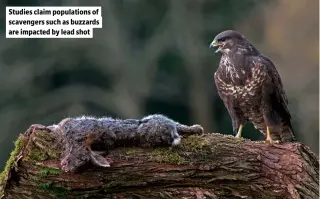  ?? ?? Studies claim population­s of scavengers such as buzzards are impacted by lead shot