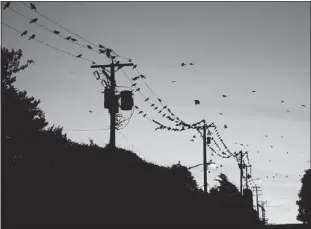  ??  ?? Flocks of crows congregate at B.C.’s largest roost site near Willingdon Avenue and Still Creek Drive in Burnaby.