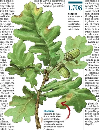  ??  ?? Quercia
Il disegno del ramo di una farnia, albero appartenen­te alla famiglia delle Fagacee: si tratta della quercia più diffusa nel Vecchio Continente Le specie di piante che gli studiosi ritengono si siano quasi sicurament­e estinte Le specie e le...