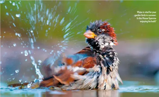  ??  ?? Water is vital for your garden birds in summer. Is this House Sparrow enjoying his bath?