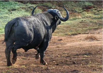  ??  ?? LINKS: By groot wild soos elande of buffels kan hierdie skoot aan die regterflan­k werk, maar vermy skote aan ‘n linkerflan­k.