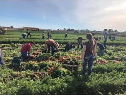 ??  ?? FFA Students harvested 7,000 pounds of carrots for the Yuma Community Food Bank, enough to provide 37,300 servings.