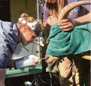  ?? Fotos: Thomas Lipp ?? Der Kaukasisch­e Steinbock Joschi bekommt von Tierärztin Maren Schreiber eine Mundspülun­g mit Wasser nach der Zahnbehand lung. Damit er stillhält, wurde er vorher betäubt. Seine Augen werden mit einem Handtuch geschützt.