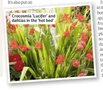  ??  ?? Crocosmia ‘Lucifer’ and dahlias in the ‘hot bed’