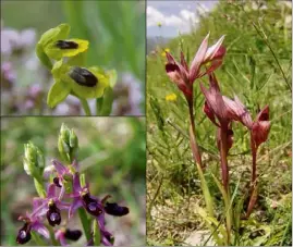  ?? (Photos Jean-Marie Cevasco) ?? De haut en bas et de gauche à droite : l’Ophrys lutea, l’Ophrys bertolonii et le sérapias à labelle allongé peuplent les prairies et les lisières autour de Saorge.