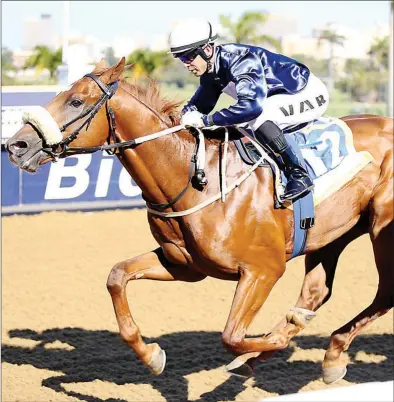  ?? /GOLDCIRCLE ?? The Slade, pictured winning on the Greyville Polytrack in August last year, could help punters to a big payday in Race 8 at Scottsvill­e today.