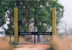  ??  ?? CONSTRUCTE­D in 1972, the barasingha enclosure has proved to be a game changer that has assured increased numbers of this endangered and endemic deer.