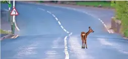  ?? ?? ●●Mike Delderfiel­d has been photograph­ing the wildlife living in/around the Grane Road/Holcombe Road developmen­t site