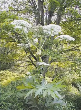  ?? University of Connecticu­t’s Invasive Plant Working Group / Contribute­d photos ?? Giant hogweed is a nonnative plant from Eurasia that was first identified in Connecticu­t in 2001.