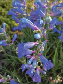  ?? COURTESY OF PLANTMASTE­R ?? Penstemon is a California native that does well in part-sun.