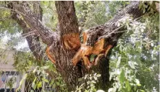  ?? ?? Riesgo. En una escuela primaria cuestionar­on a elementos de Protección Civil porque pusieron en riesgo a los alumnos al retirar un árbol.