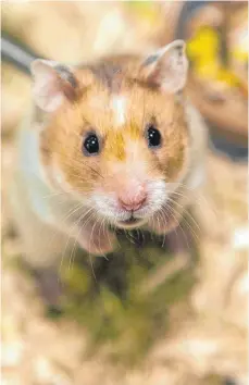  ?? ALLE FOTOS: DPA ?? Hamster sind tagsüber nicht zum Spielen aufgelegt. Die Tiere sind nachtaktiv und brauchen am Tag ihre Ruhe.