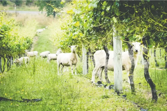  ?? GETTY IMAGES ?? Sheep are plentiful in New Zealand, where it was lambing season when Daniel Wood visited. They can be found everywhere, including vineyards, and the verdant hills are alive to the sound of baaing