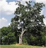  ?? MANSFIELD NEWS JOURNAL ?? One of the last known photograph­s of the “Shawshank” tree, taken by a fan from Texas. The tree, made famous in the film “The Shawshank Redemption,” fell in 2016. It was on private property in Lucas, Ohio.