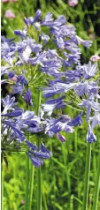  ??  ?? BLOOMING MARVELLOUS: Blue African lily is thriving