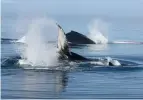  ??  ?? LEFT & RIGHT: Humpback whales and polar bears were among the wildlife Brian and Lesley experience­d close up during their adventures