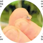  ??  ?? A rare baby ornate skink pokes its head out from field ecologist (herpetolog­y) Cameron Thorp’s hand. He is authorised under the Wildlife Act to handle and work with the delicate creatures.