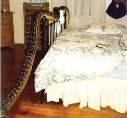  ??  ?? Trina Hibberd woke in the dead of night to find a 16-foot python inside her home.