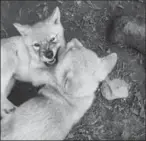  ??  ?? Wolf pups at play at Zoo Acadamie, a combinatio­n zoo and training facility in Nicolet, Que. At right, Haley Gorenflo, a volunteer at Wolf Park.