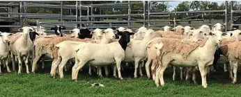  ??  ?? Dorper cross sheep at Whetstone Organics.