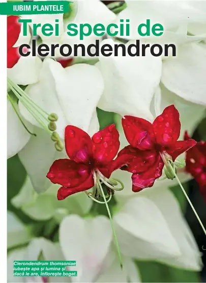  ??  ?? Clerondend­rum thomsoniae iubește apa și lumina și dacă le are, înflorește bogat.