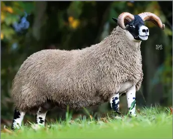 Record lamb average with £145,000 high | The Scottish Farmer | PressReade­r