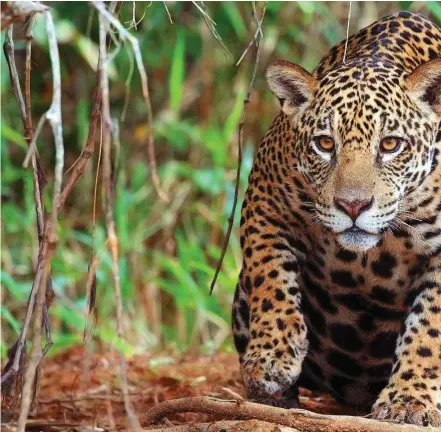  ?? FOTO CHARLES SHARP-P. BLACHIER ?? El jaguar tiene la mordida más potente de todos los felinos y rompe hasta caparazone­s de tortugas. También es uno de los animales más importante­s dentro de la cosmovisió­n prehispáni­ca, de ahí su presencia central en distintas artesanías y orfebrería­s indígenas.