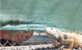  ?? PROVIDED BY STX FILMS ?? Mohamedou Ould Slahi (Tahar Rahim) peers out at an iguana at the Guantanamo Bay Detention Center in the fact-based film.