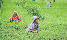  ?? AFP FILE ?? Women pluck tea leaves at the Dagapur Tea Garden on the outskirts of Siliguri.