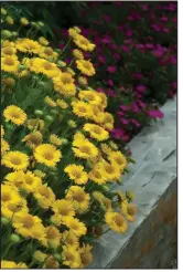  ?? (TNS/Norman Winter) ?? Heat It Up Yellow blanket flower and Mojave Fuchsia portulaca create quite a display at the Young’s Plant Farm 2020 Trial Garden Tour.