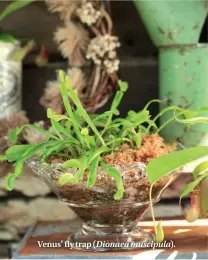  ??  ?? Venus’ fly trap ( Dionaea muscipula).