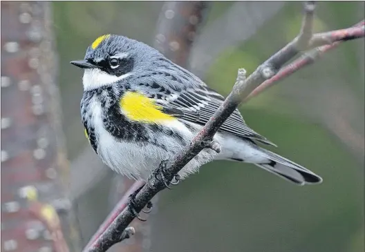  ?? BRUCE MACTAVISH PHOTO ?? The yellow-rumped warbler is a common gem in the woods across the province at this time of year.