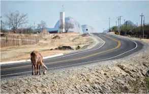  ??  ?? QUIXERAMOB­IM: A calf searches for food on the side of a road.