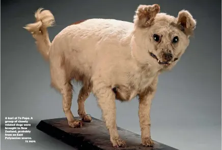  ?? LAWRENCE SMITH ?? A kur¯ı at Te Papa. A group of closely related dogs were brought to New Zealand, probably from an East Polynesian source. This stuffed kur¯ı was put up for auction in 2013. Kur¯ı genetic lineages probably still exist within New Zealand dogs.