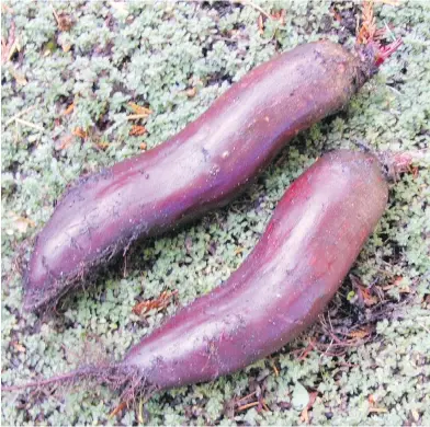  ??  ?? Damage-free beets like these Taunus roots are most easily grown in soils that are not acidic and that host minimal population­s of soil pests such as wireworms.